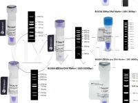 Gel Electrophoresis 8